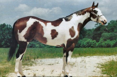 Paint Horses